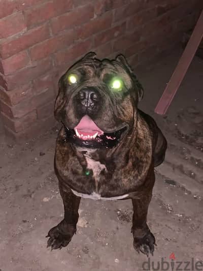 Male American bully