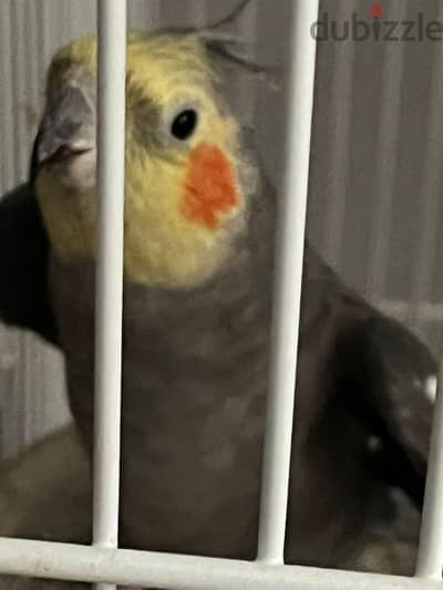 Male Cockatiel (Semi-Tamed)