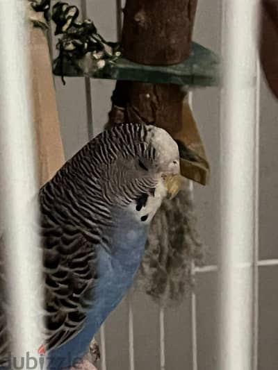 Female Blue Budgie