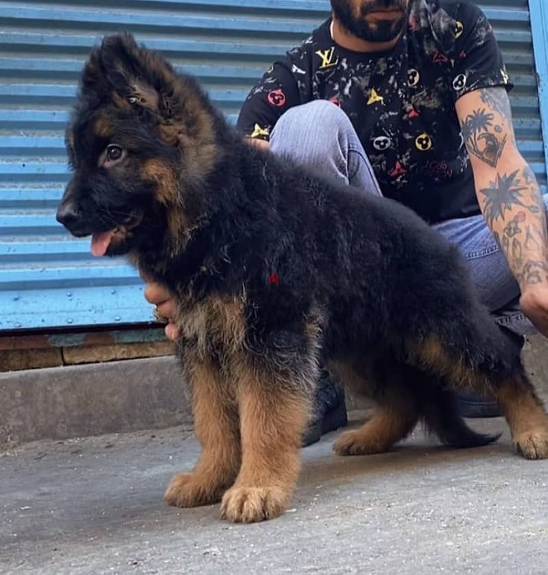 German shepherd puppy 1