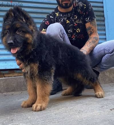 German shepherd puppy