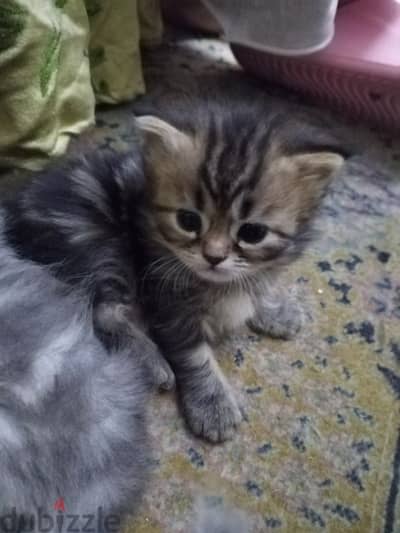 قطط شيرازي