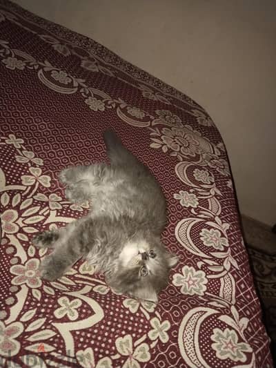 قطة شيرازي بنت عمرها ٥٥ يوم