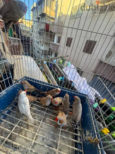 اسكندريه شارع عشرين