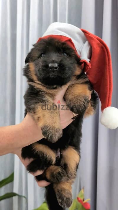 male German Shepard female ذكر جيرمن شيبرد شولاين انثي جراوي