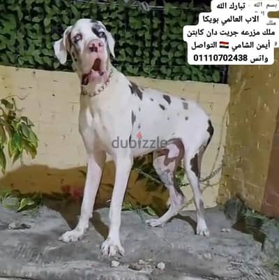 جراوي جريت دان Great Dan