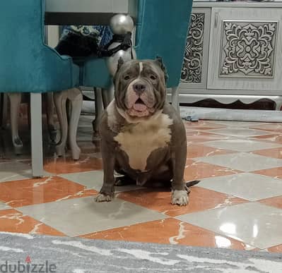 أقوي دكر بولي