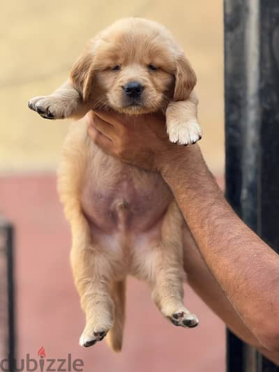 Golden retrivar