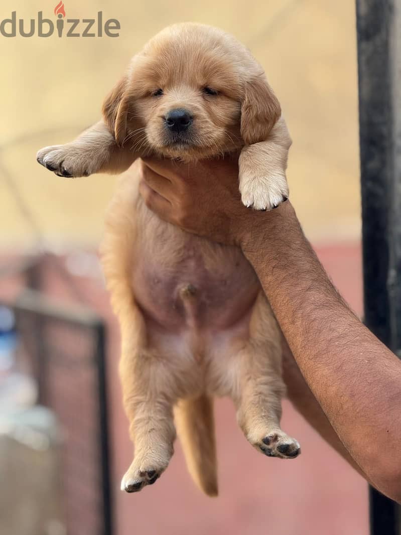 Golden retrivar 1