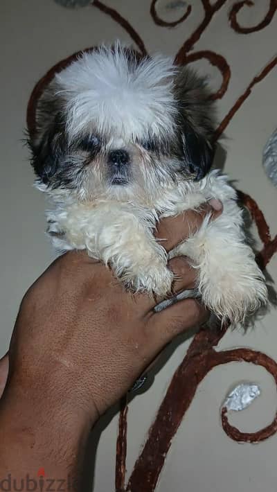 Top quality shih Tzu