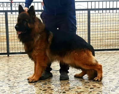 ذكر جيرمن شيبرد شولاين بيور مستورد وراد الخارج Male German Shepard