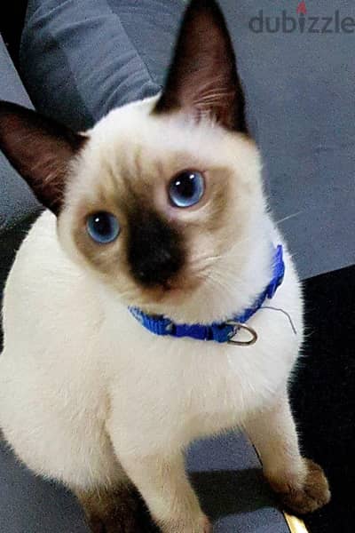 سيامي سيامى Siamese kitten