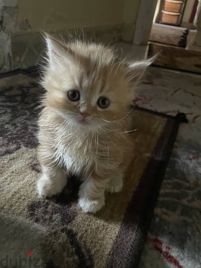 Cat for selling