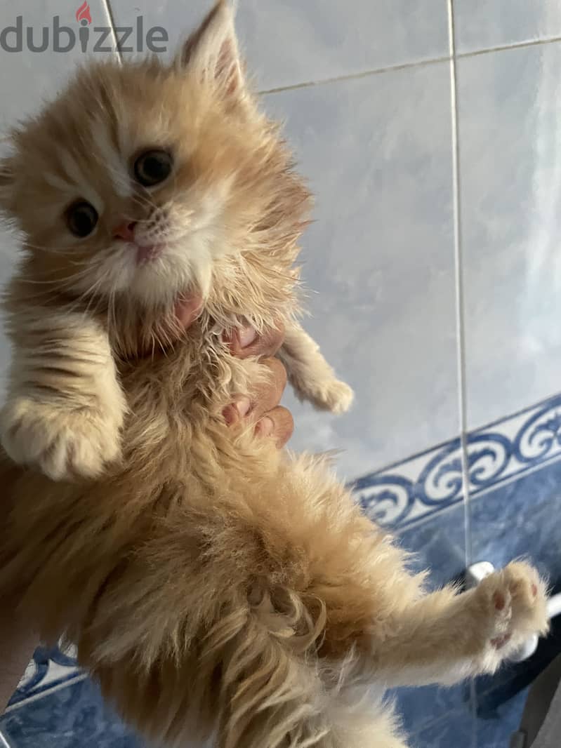 Cat for selling 1