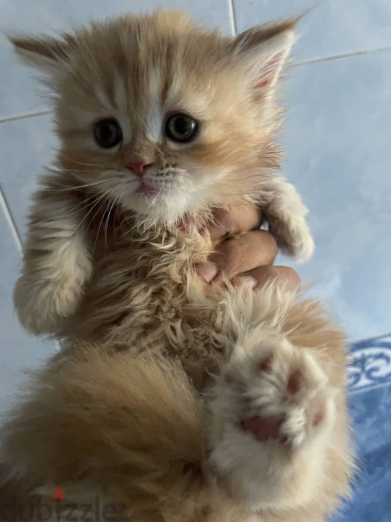 Cat for selling 2