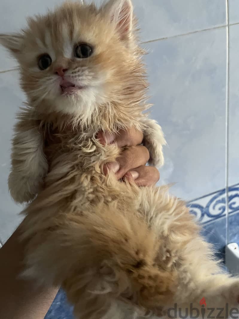 Cat for selling 3