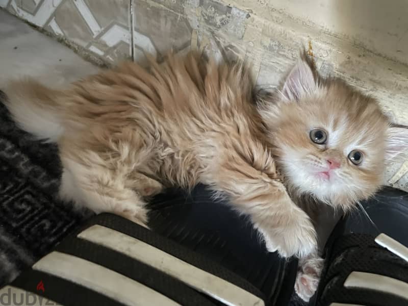 Cat for selling 4