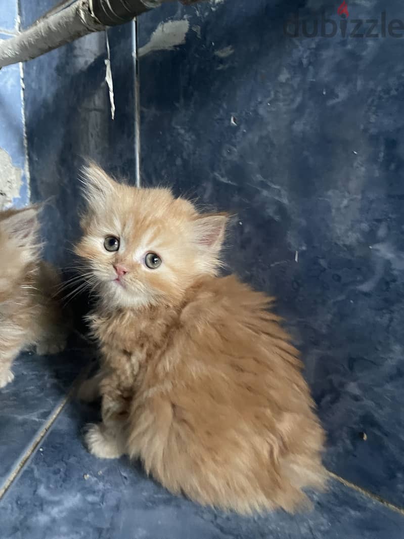 Cat for selling 5