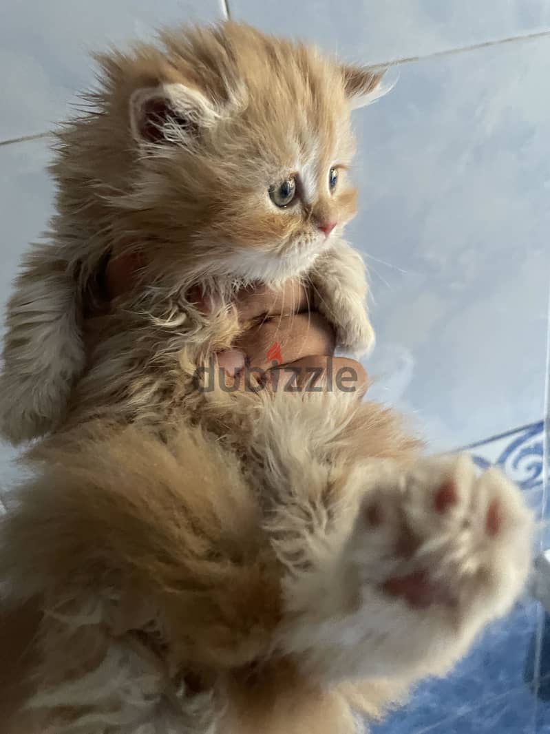 Cat for selling 6
