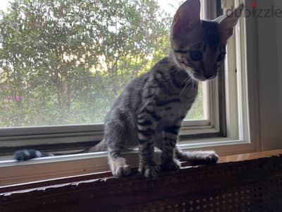 قطط بنغال ذكور بيور شهرين و نص | Purebred Bengal Males  2 Months