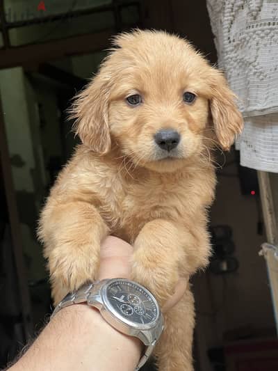 Golden retriever puppy