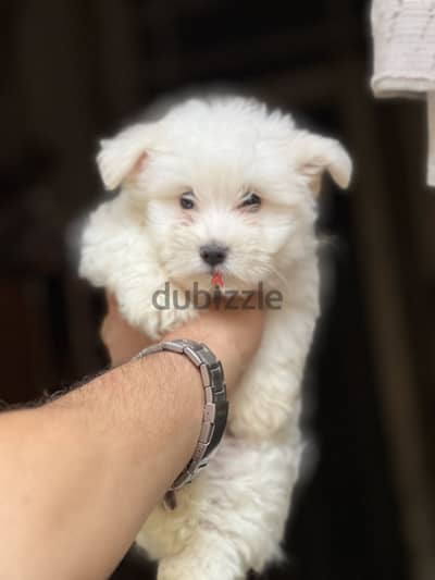 Havanese puppy pure