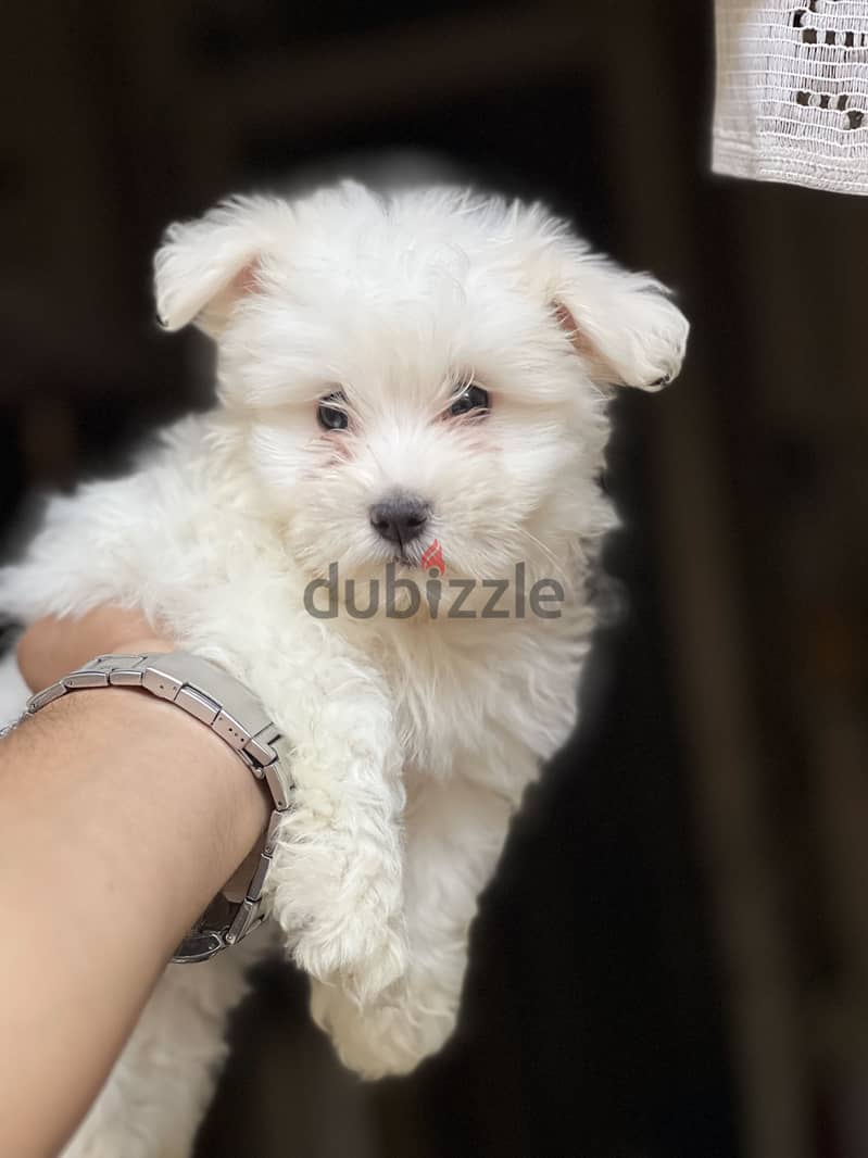 Havanese puppy pure 2