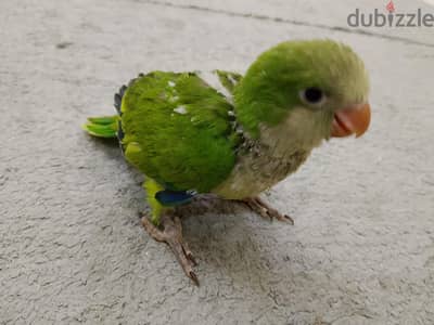 كويكر.  الفصيلة المتكلمة بطلاقة