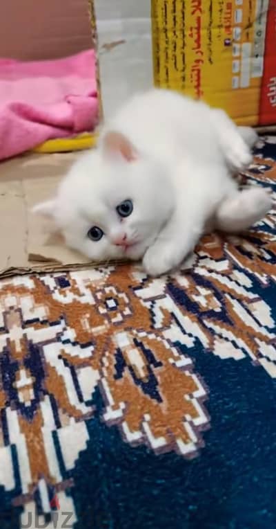 قطه للبيع