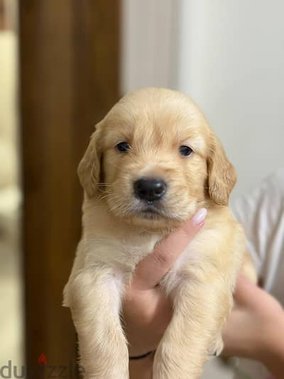 golden retriever جولدن ريتريفر