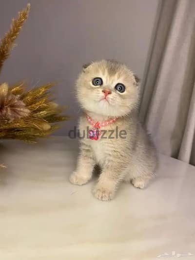 مطلوب قطه  سكوتش فولد للتبني
