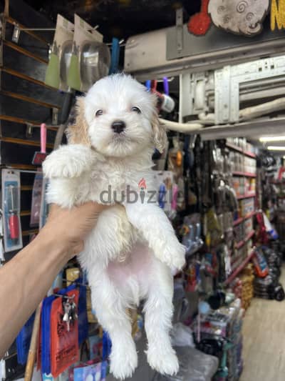 متاح احلى واجمل جراوي ميني ميني جريفون