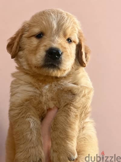 Golden Retriever Puppy