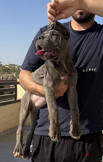 Female cane corso كين كورسو