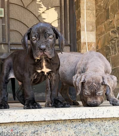 دكرين كين كورسو cane corso