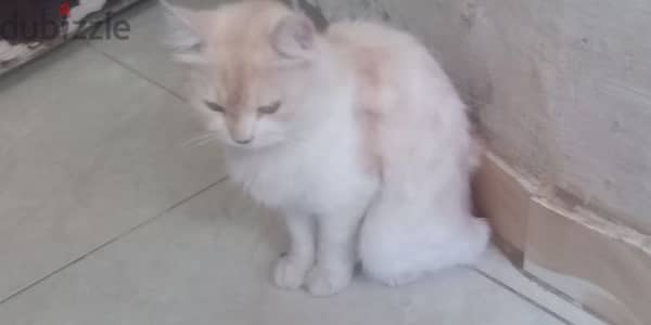 قطه شيرازي