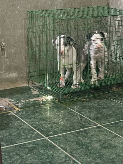 Great Dane Puppies