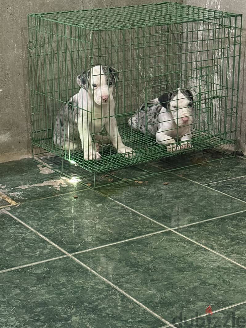 Great Dane Puppies 1
