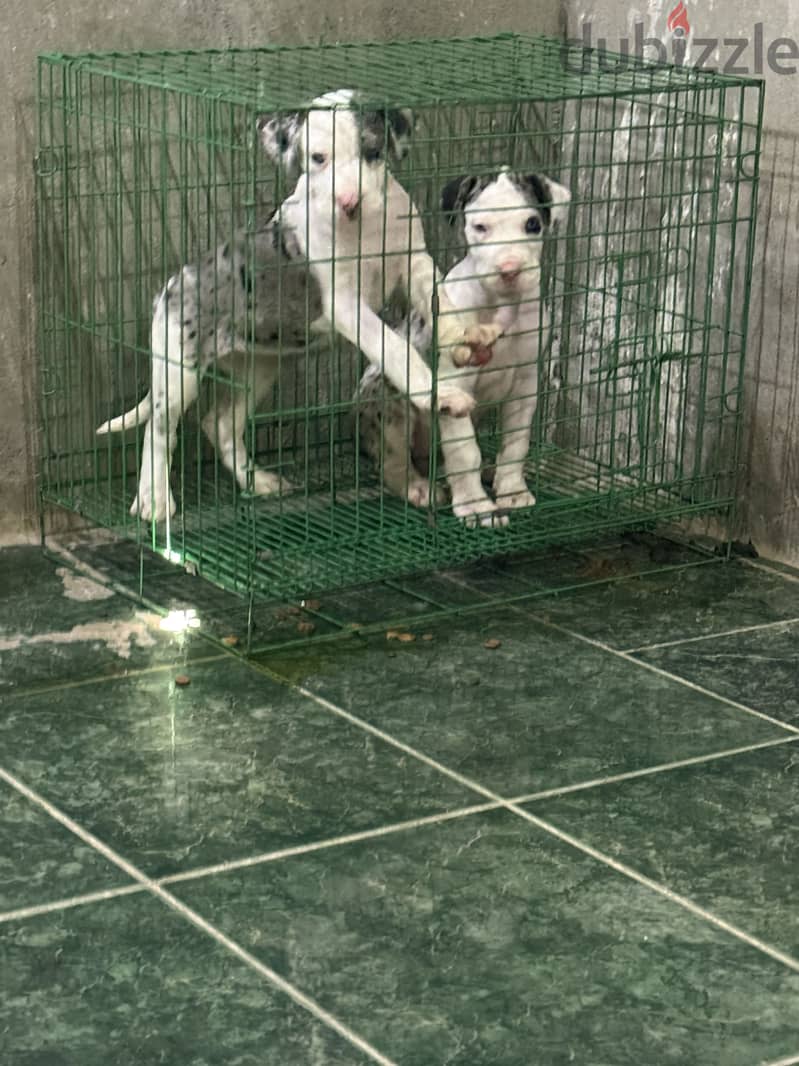 Great Dane Puppies 2