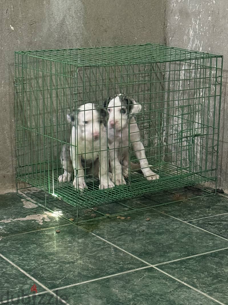 Great Dane Puppies 3