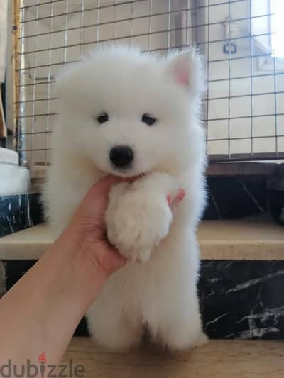 Samoyed سامويد