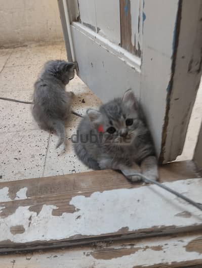قطط مخلط روسي على شيرازى
