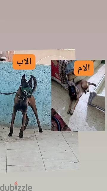 جرو مالينو عمر شهرين مطعم بالدفتر