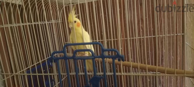 انثى لاتيني عين حمراء بسم الله ماشاء الله ربنا يبارك