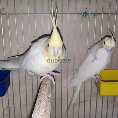 قص كوكتيل لاتينى شغال بالضمان