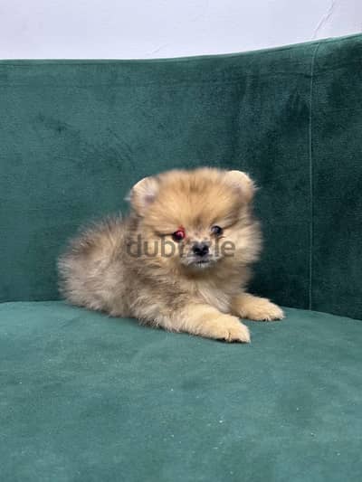 Pomeranian