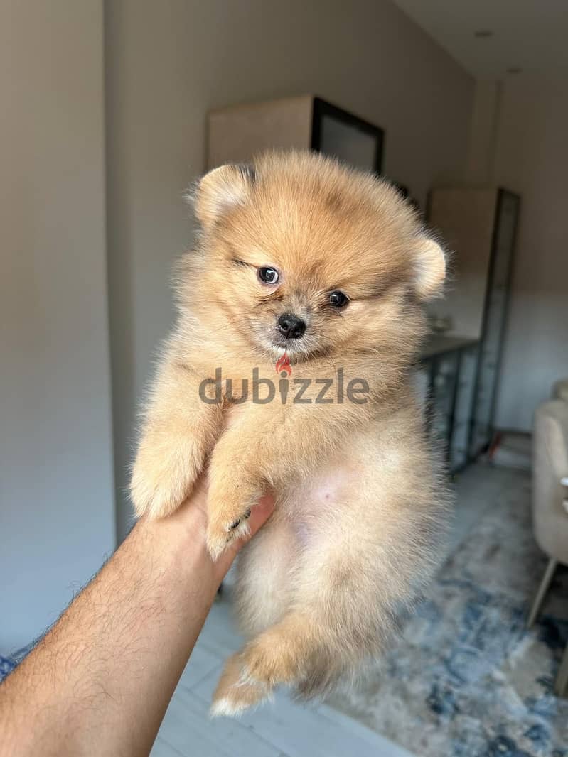Pomeranian 1