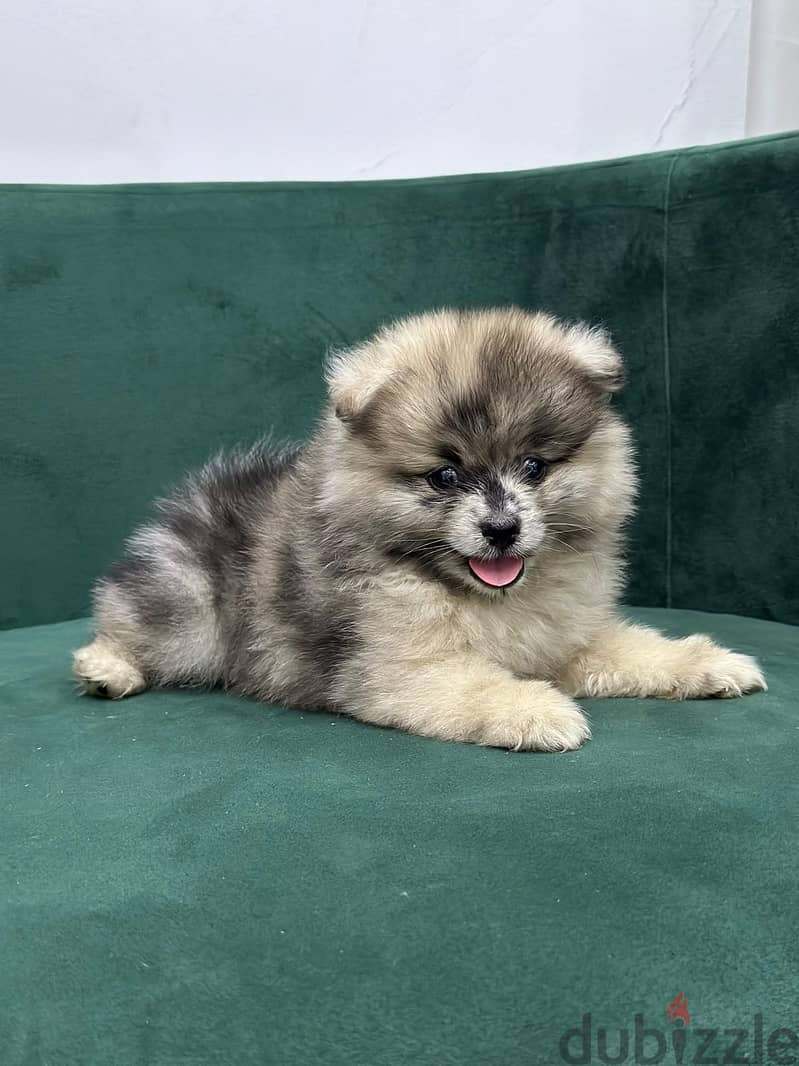 Pomeranian 2