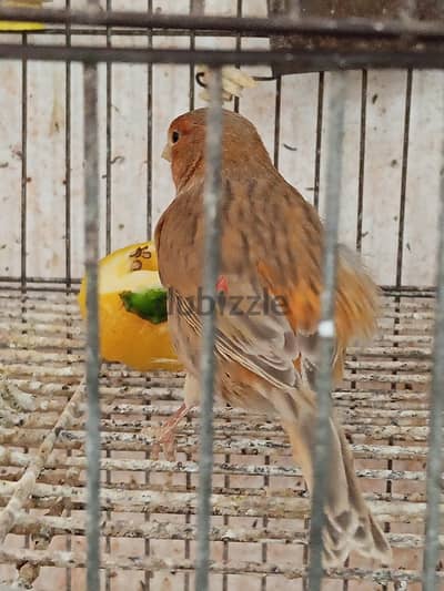 كناري ماوردي