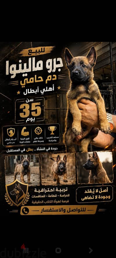 جرو مالينوا ٢٦يوم  أهالي أبطال